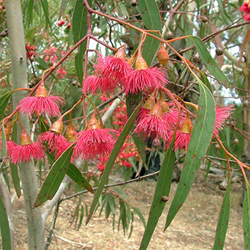 Red flowering blue gum, native to Adelaide